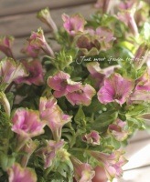 Petunia��hybrida<BR><BR>�ץ�ߥ��ॳ�쥯�����<BR>�ڥ���˥� �إ饤��饤�ȡ�