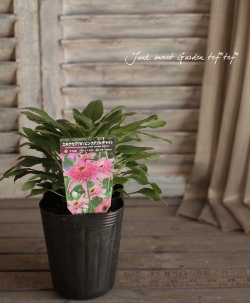 Echinacea<BR><BR>八重咲きエキナセア<BR>『ピンクダソルベット』<BR