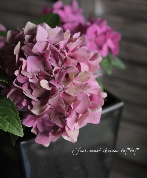 Hydrangea<BR><BR>ピンク系秋色紫陽花<BR>リーゼント仕立て | あじさい
