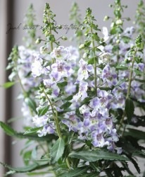 إ󥲥˥إ󥸥륹Х顼