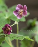 <i>Geranium phaeum</i><BR><BR>Ƽե˥Ϫ<BR>إեॵܡ