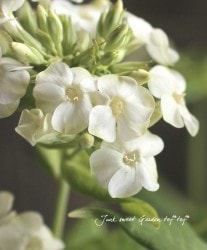 ����ѥ����ʼ���ɺ��ե��å��� �إ������ɡ١�