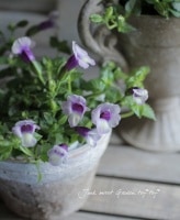Torenia fournieri <BR><BR>�ϥ�ǥ��󤵤�Υ�����<BR>�ȥ�˥��إߥ��ƥ��١����