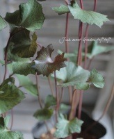 Ligularia <BR><BR>�ꥰ��ꥢ<BR>�إ��ե��Υ������