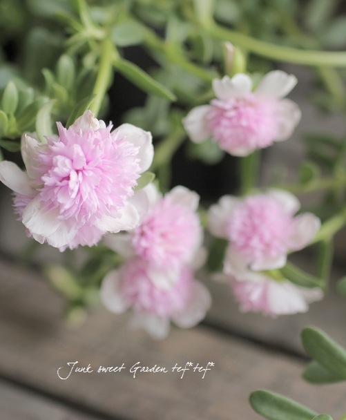 i>Portulaca oleracea cv. <BR>Purslane</i><BR><BR>小輪八重咲き