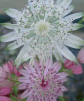 <i>Astrantia major.</i><BR><BR>ڲ֤ͭ̾ʥȥ<BR>إץ󥻥