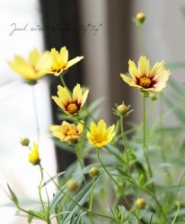 إ쥪ץåɥХ إåɥեȡ