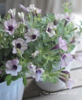 Petunia��hybrida<BR><BR>���ء��ڥ���˥�<BR>��ȥ�ۥ�ǡ�<BR>�إ���С���