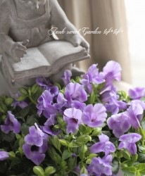 �Ƥ˶������ȥ�˥��������꡼�ʡإ֥롼��С���