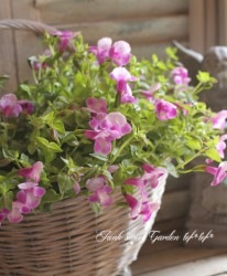 �ϥ�ǥ��󤵤�Υ����ʡ��ȥ�˥��إԥ󥯥١����