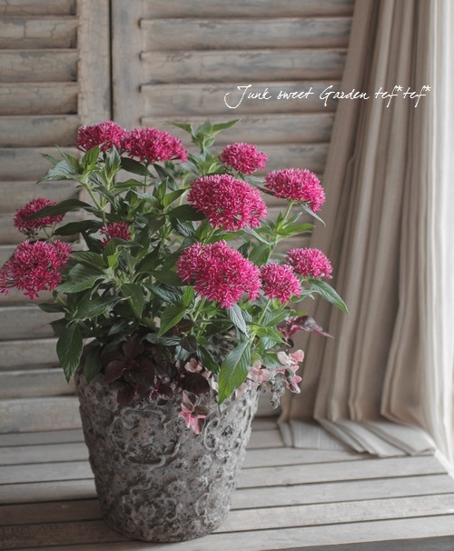 Tef Tef 寄せ植え Br 14 No 4 Br Br 八重咲きペンタス 寄せ植え Junk Sweet Garden Tef Tef