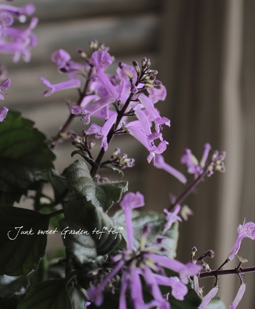 Plectranthus<BR> 'cape angels' <BR><BR>室内OK！プレクトランサス<BR