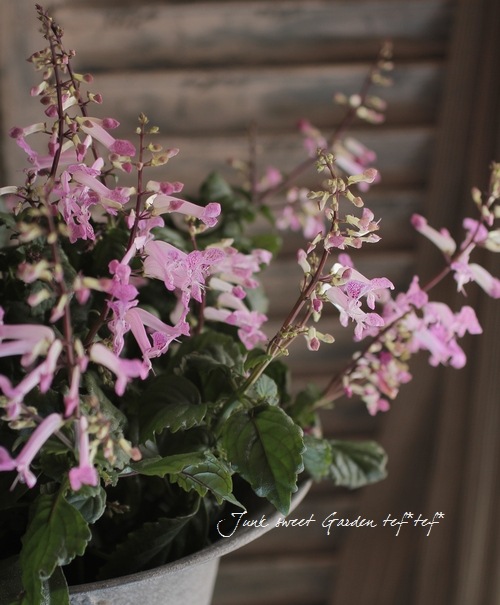 Plectranthus<BR> 'cape angels' <BR><BR>室内OK！プレクトランサス<BR