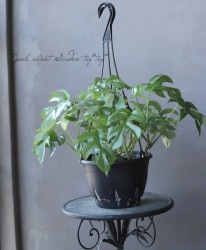 �ڴ��տ�ʪ�� ɱ��󥹥ƥ� �إߥ˥ޡ�