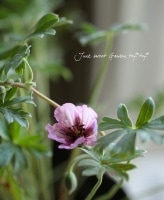 Geranium maculatum<BR>ե˥<BR>إ֥󥰥ϡġ