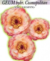 Geum 'Cosmopolitan'<BR><BR>ȾȬź餭<BR>إݥ꥿