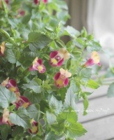 Torenia fournieri<BR><BR>���إȥ�˥�����ߡ���<BR>�إ��ץꥳ�åȥ�������