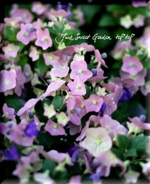 野々花 上野公園 蓮の花の開花状況 2024年7月13日｜見頃、不忍池、うえの夏