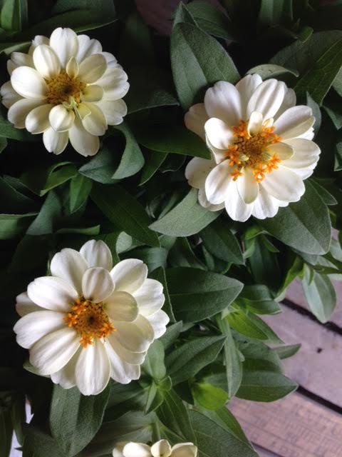 八重咲き！ジニア・プロフュージョン 『ダブルホワイト』 | すべての