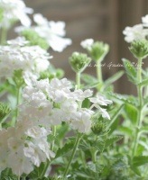 <i>Verbena</i><BR><BR>���ؽɺ��С��٥�<BR>����ץ쥹�إۥ磻�ȡ�