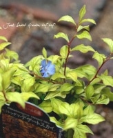 <i>Ceratostigma willmottianum</i><BR><BR>տѲڡ<BR>ȥޡʥȥƥޡ<BR>إǥȥ