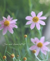 <i>Coreopsis</i><BR><BR>ɺ𡦡ؼ<BR>쥪ץꥫɥ꡼ إԥ󥯡