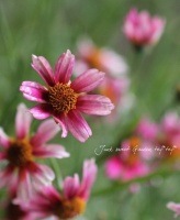 <i>Coreopsis<i/><BR><BR>ɺ𥳥쥪ץ<BR> إ饤åӡ