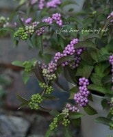 <i>Callicarpa japonica.</i><BR>إ饵֡<BR>8桪