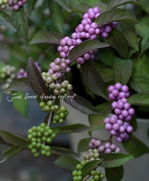 i>Callicarpa japonica.</i><BR>『ムラサキシキブ』<BR>大株8号