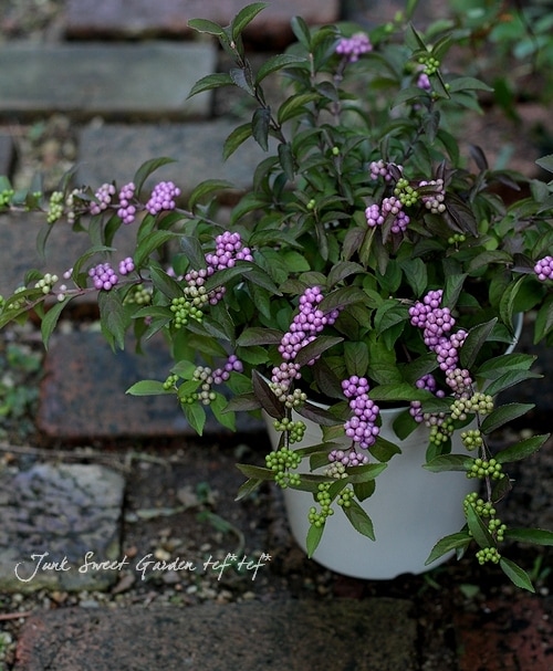i>Callicarpa japonica.</i><BR>『ムラサキシキブ』<BR>大株8号