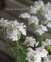�ɺ��С��٥ʡ��ƥͥ顡�إۥ磻�ȡ�