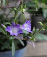 <i>Artanema fimbriatum</i><BR><BR>���դΥȥ�˥�<BR>���륿�ͥޡإ֥롼�ե�������