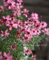 <i>Coreopsis<i/><BR><BR>ɺ𥳥쥪ץ<BR> إ饤åѥå