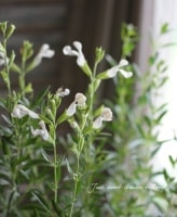 <i>Salvia x jamensis</i><BR><BR>ͥ���������Υ����꡼������<BR>�إۥ磻�ȡ�