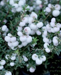 ڥͥåƥ ϥåԡ٥꡼/ǥ٥꡼إۥ磻ȡ