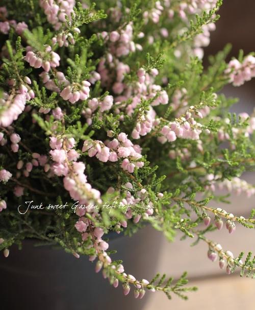 I Calluna Vulgaris I Br Br 八重咲きカルーナ Br ブルガリス Br ピンク すべての商品 Junk Sweet Garden Tef Tef