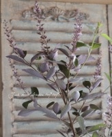 <i>Vitex trifolia 'Purprea'</i><BR><BR>��Ũ���տ�����������<BR>Ƽ�����Υ˥󥸥�ܥ�<BR>�إץ�ץ쥢�����