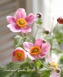  -奦ᥤ- ؤ⤤֡ ±४ꥸʥʼ