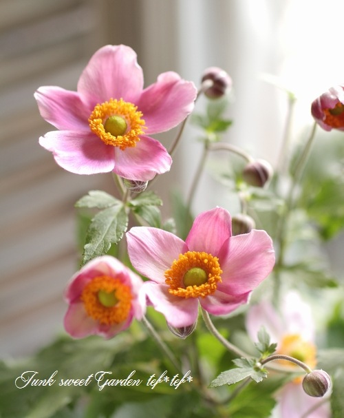 信州産　秋明菊桃色・白　joy様　ご確認用です♪ 信州産 秋明菊桃色・白 joy様 ご確認用です♪ 信州産秋明