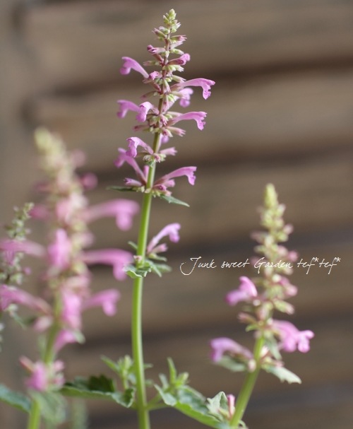 アガスターシェ 『ピンクホップ』 | すべての商品 | | Junk sweet