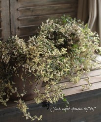 tef*tef*����<BR>2014 * no.10��*<BR><BR>���祳��ݥåȡ�������٥��˥�