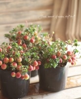 <i>Cranberry</i><BR><BR>�����٥꡼<BR>��̾�ؤĤ뤳������<BR>�������Ʋİ������ߺϻ�Ω�ơ�