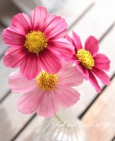<i>Cosmos bipinnatus</i><BR><BR>�����⥹<BR>�إ���ƥ�������
