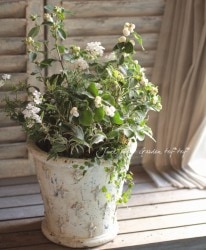 tef*tef*�󤻿���<BR>2014 * no.11��*<BR><BR>�إ���ե��ꥫ��ݥ���