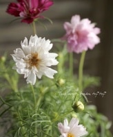 <i>Cosmos bipinnatus</i><BR><BR>�����⥹�إ��֥륯��å���<BR>����MIX