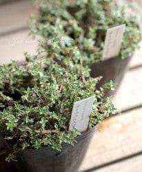 ���꡼�ԥ󥰥����� �إ���饦�����������