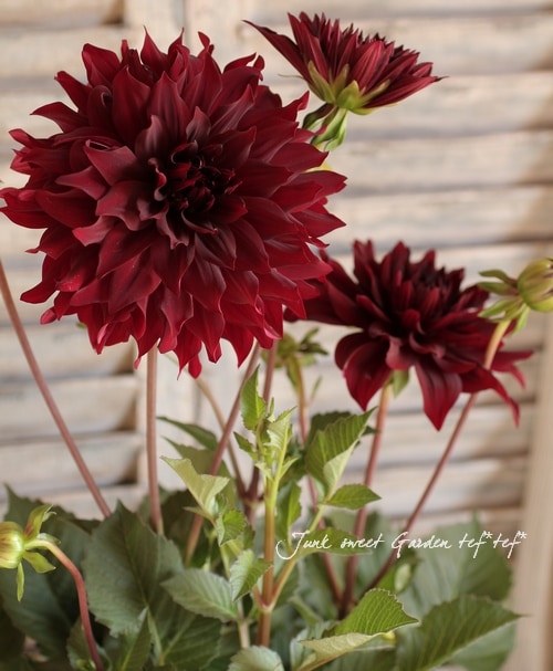 特別限定版 特大タペストリー てぃんくる 赤カナリア ドゥカティ「XDiavel Nera edition」高級家具などを手掛ける老舗