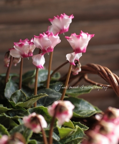 Floraison✥26日発送 1／6アイリスコレクトプチ 「Mira（みら）Letters and Flowers」 のご