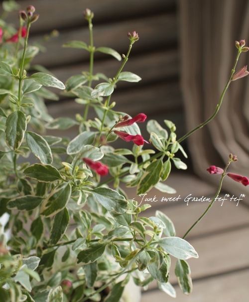 Salvia x jamensis<BR><BR>斑入りチェリーセージ<BR>『バリエガタ 