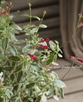Salvia x jamensis<BR><BR>����������꡼������<BR>�إХꥨ������